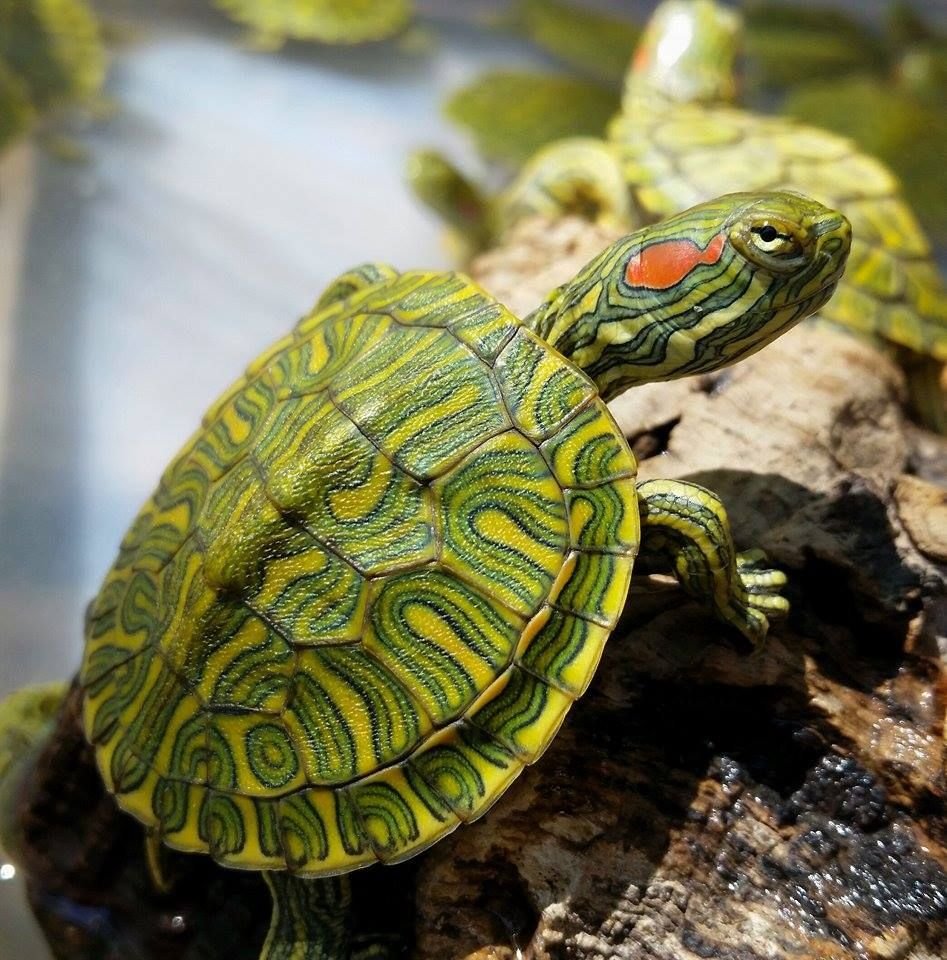 Черепаха домашняя красноухая - 74 фото