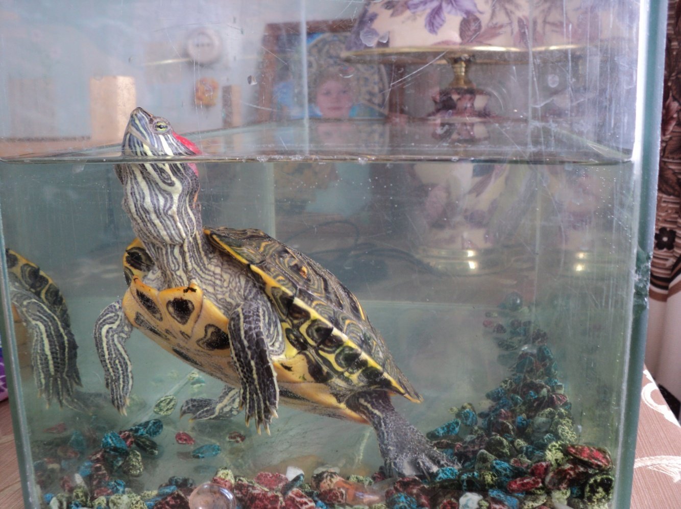 Уход за черепахой в домашних. Красноухая черепаха. Красноухая водоплавающая черепаха. Черепаха водная красноухая. Морская черепаха красноухая.