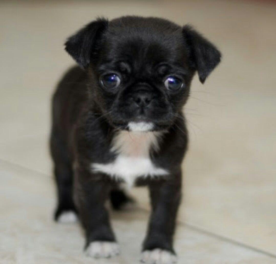 Метис МОПСА И чихуахуа