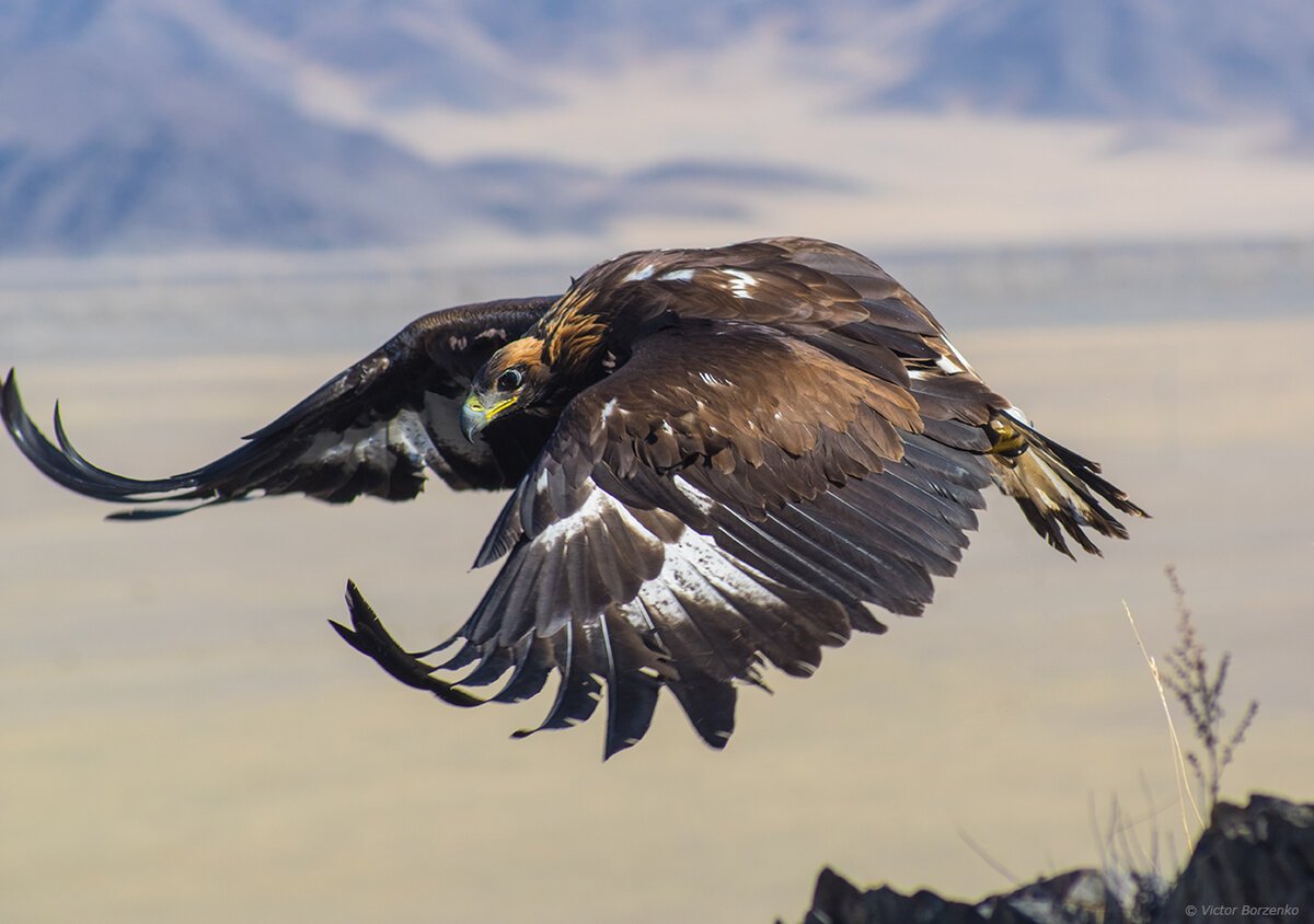 Алтайский государственный природный заповедник птицы
