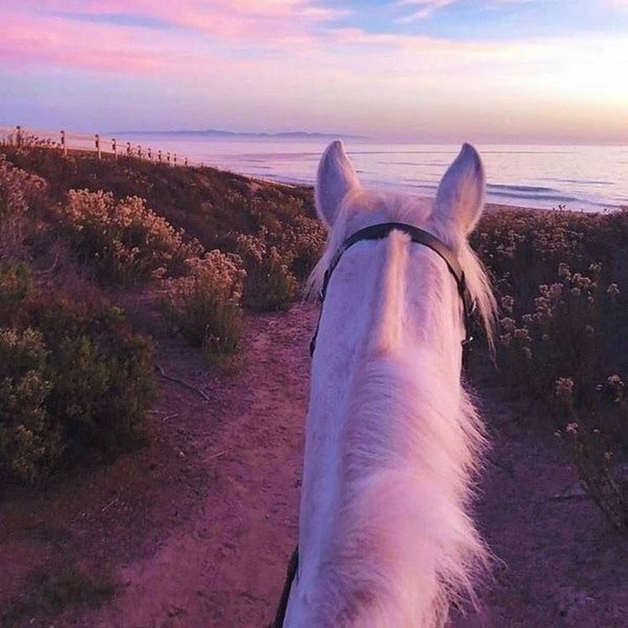 Лошадь с опущенной головой