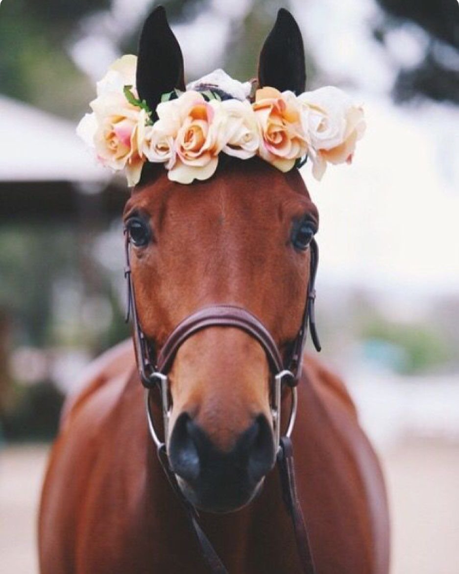 Лошадь с жеребенком на поле