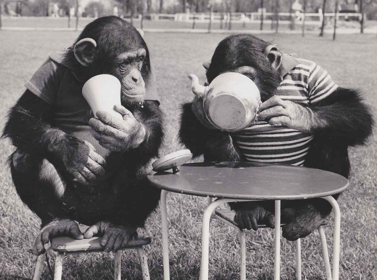 Обезьяна с кофе