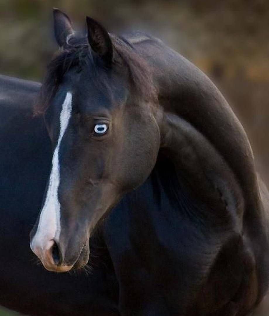 Лошадь с жеребенком