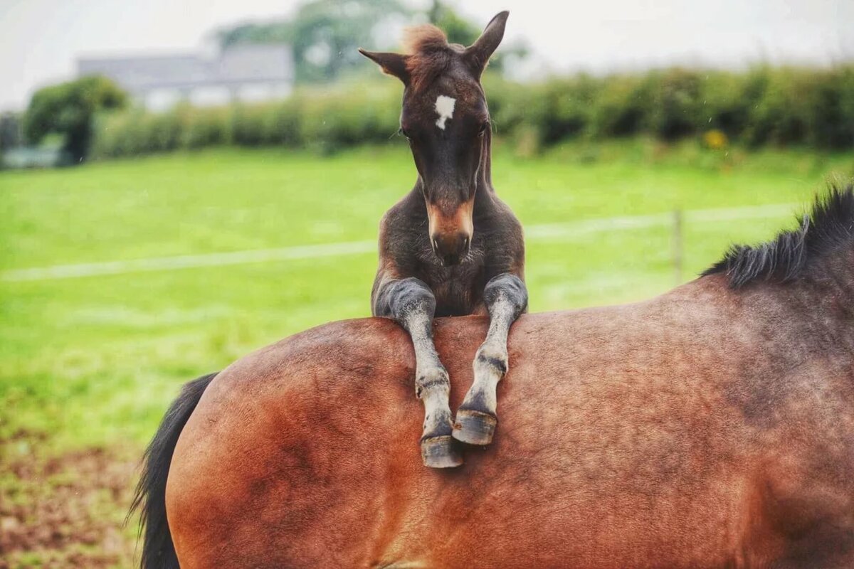 Носы животных