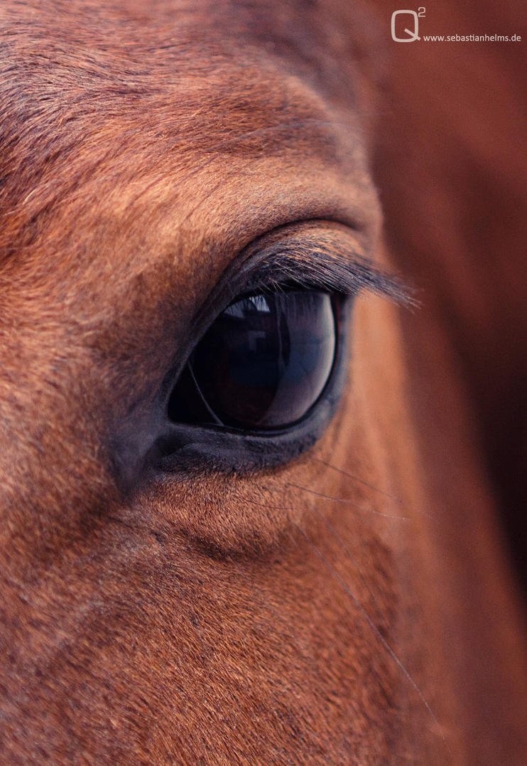 Лошадки Эстетика