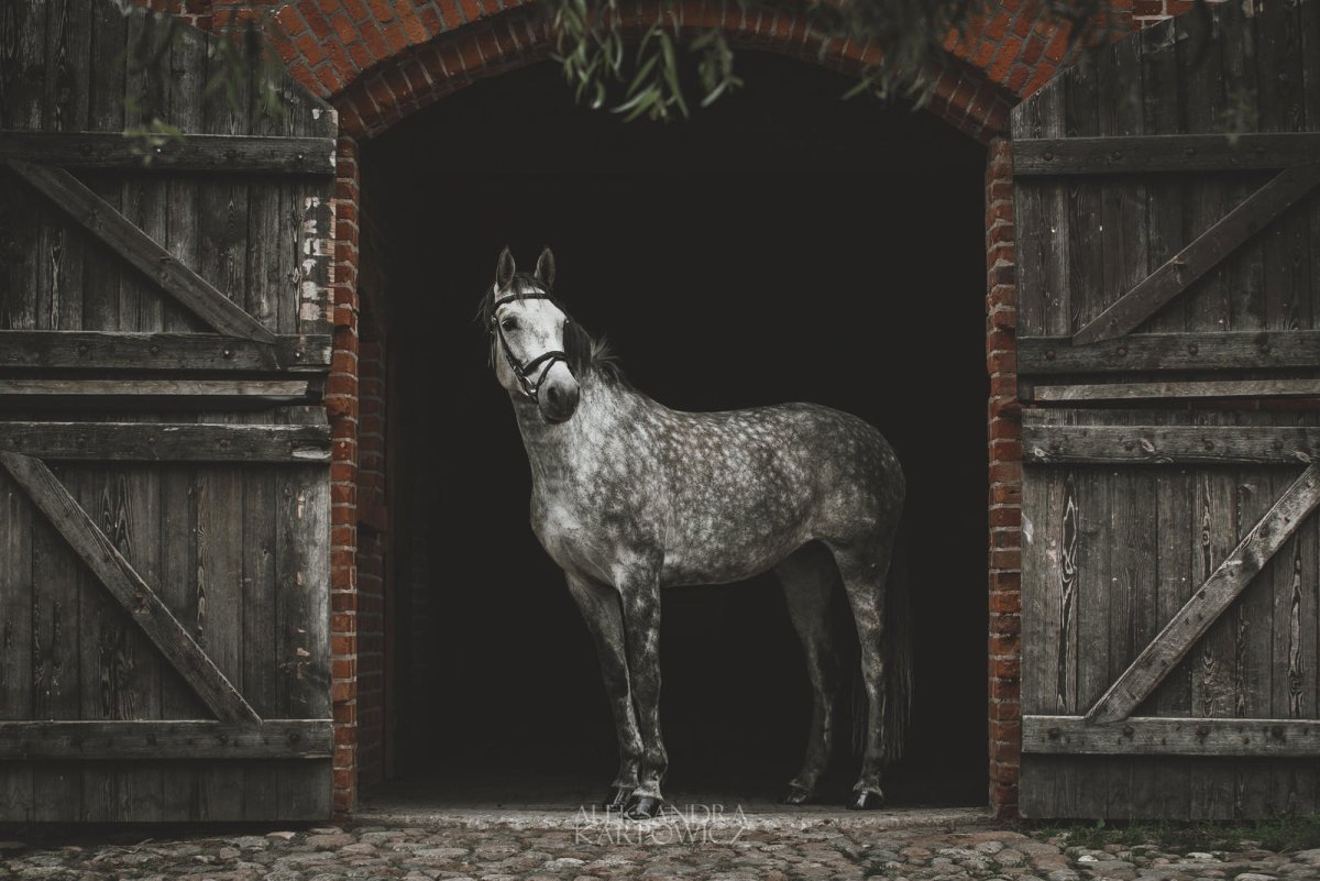 Табун лошадей в тумане