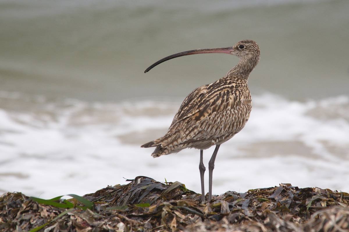Кроншнеп серпонос