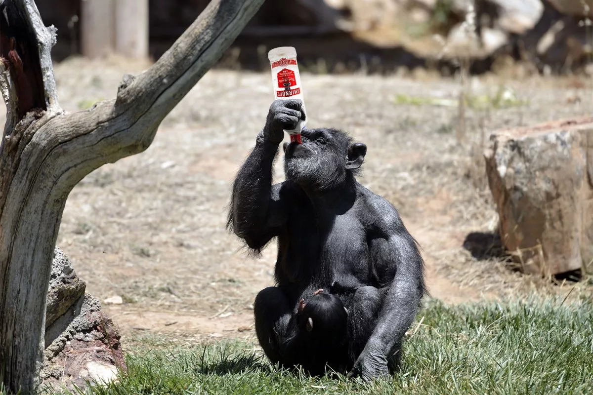 Обезьяна бухает