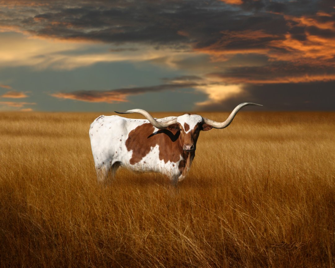 Техасский лонгхорн картина