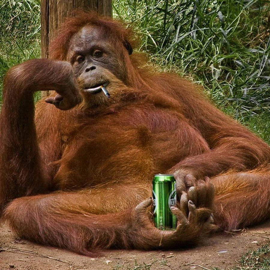 Приколы с обезьянами