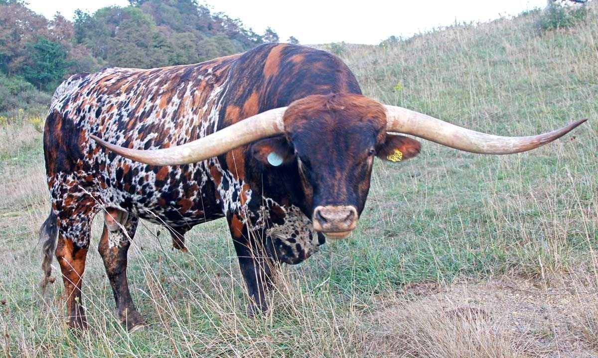 Техасский лонгхорн порода коров