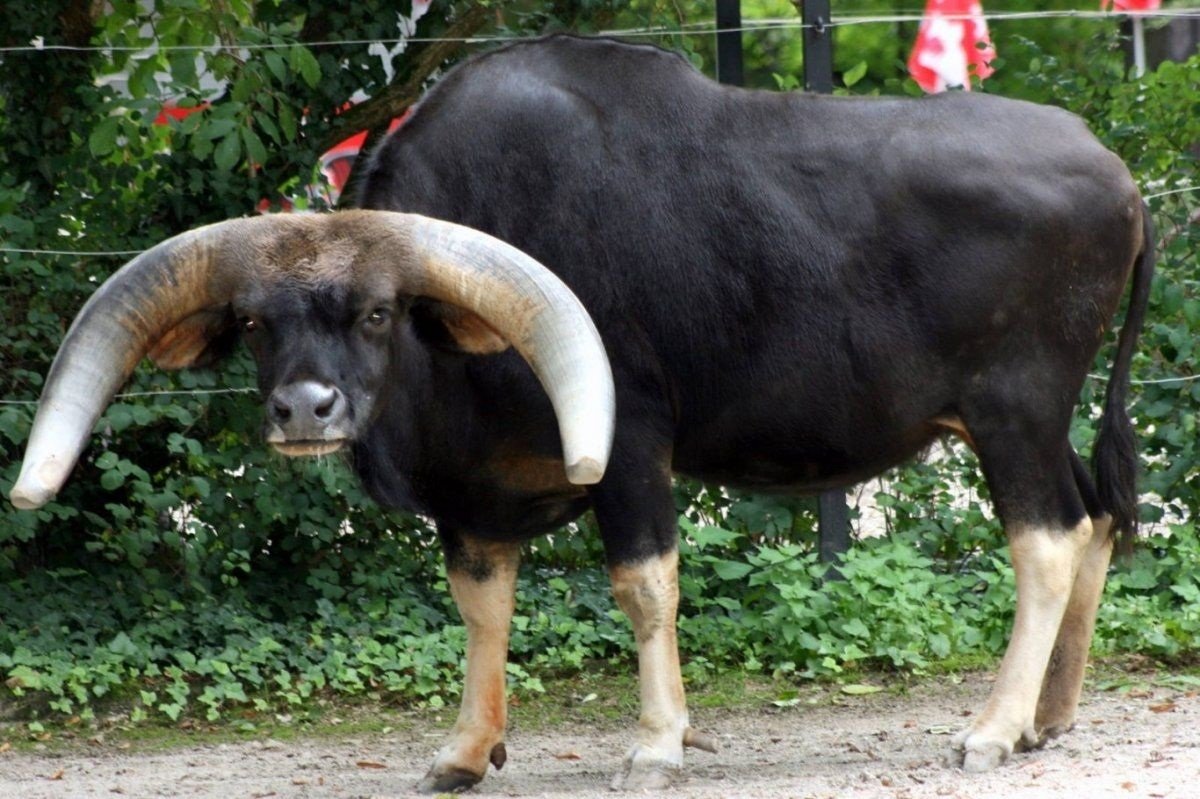 Самый большой бык в мире Гаур