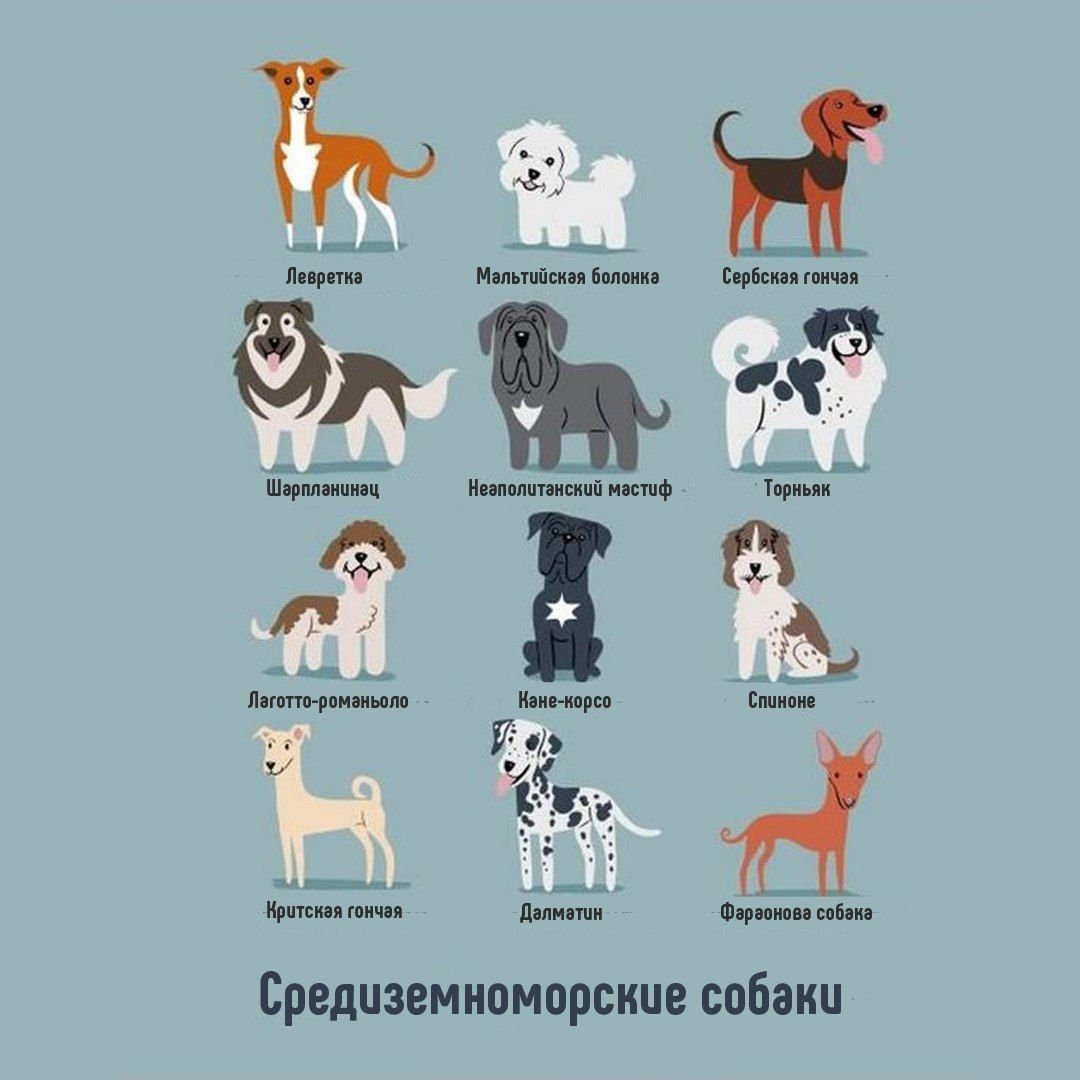 Породы собак в таблице