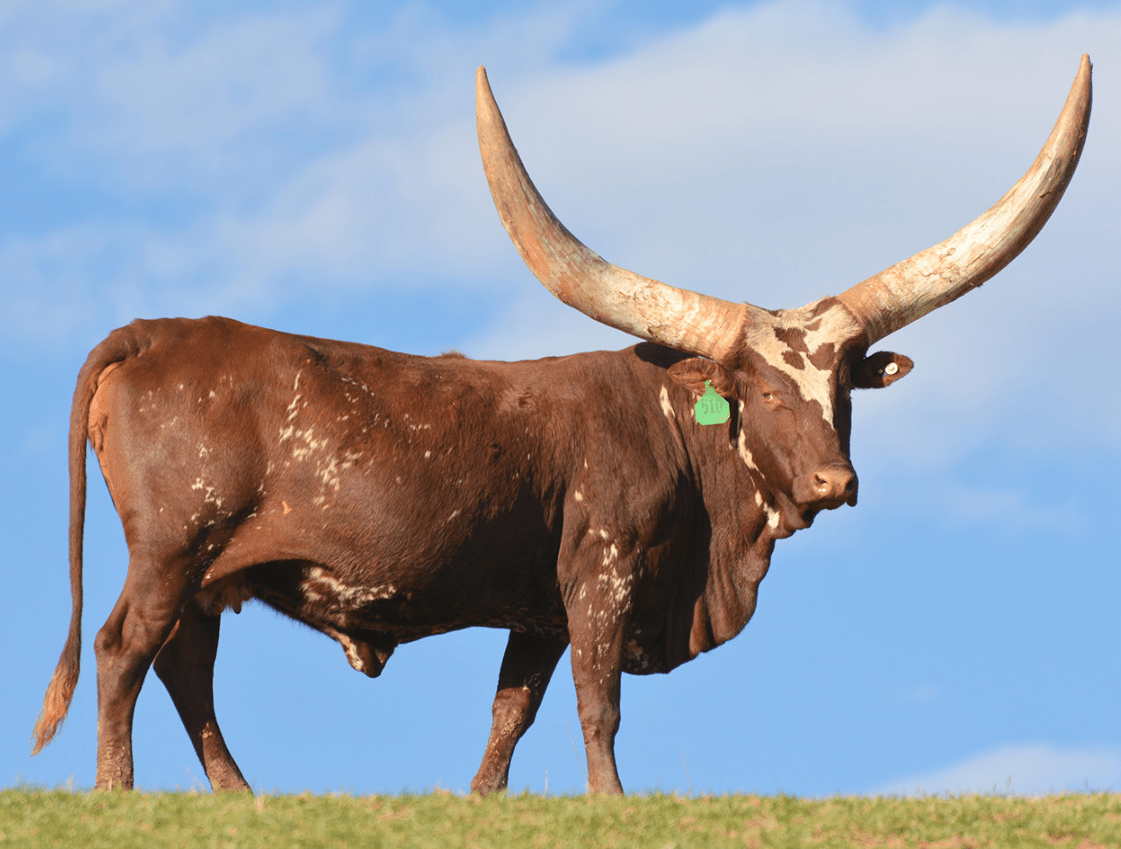 Бык породы ватусси