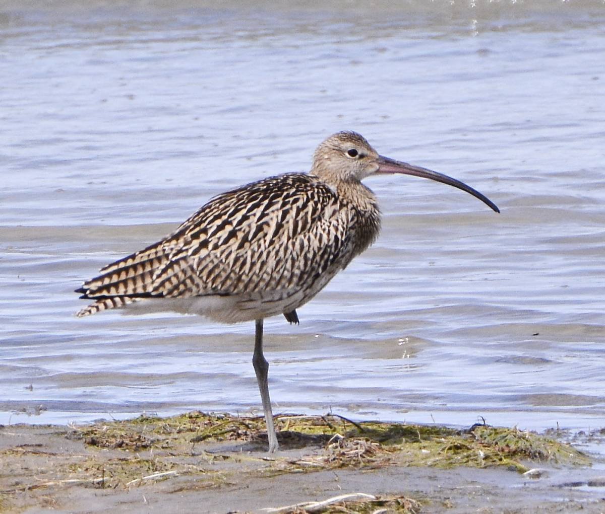 Большой кроншнеп - Numenius Arquata