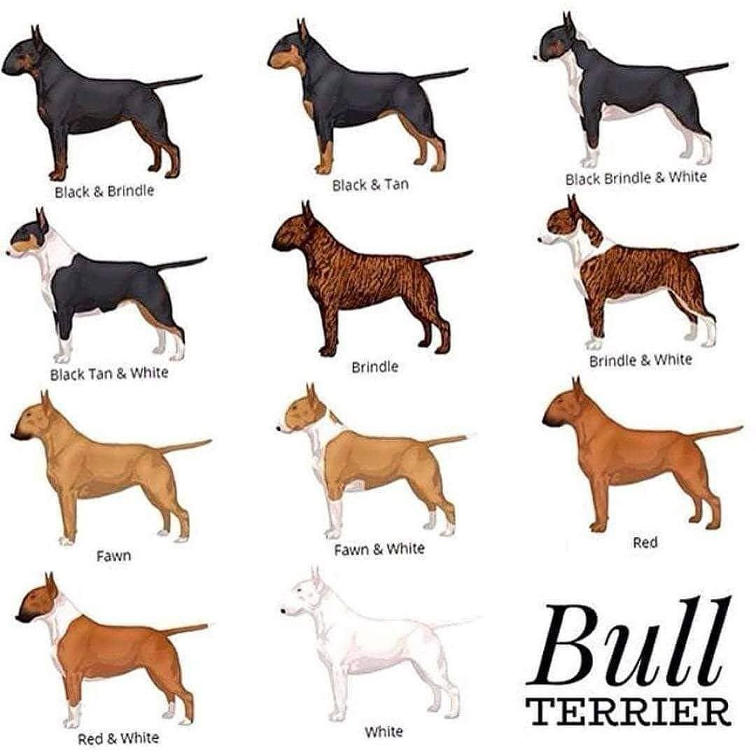 Окрасы бультерьеров стандарт