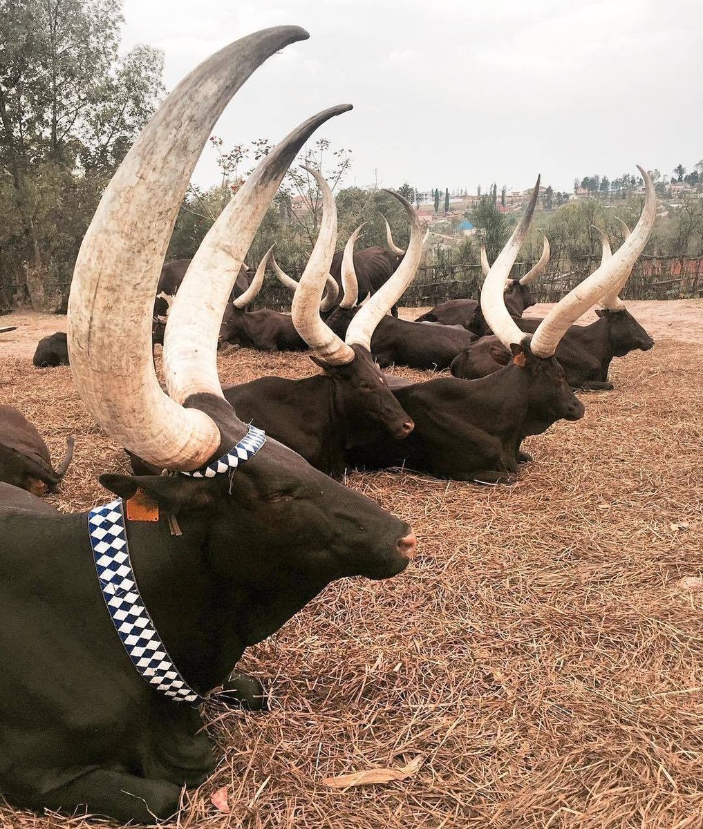 Буйвол ватусси