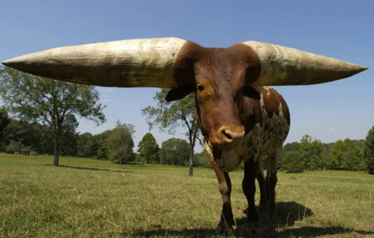 Самый большой в мире бык ватусси