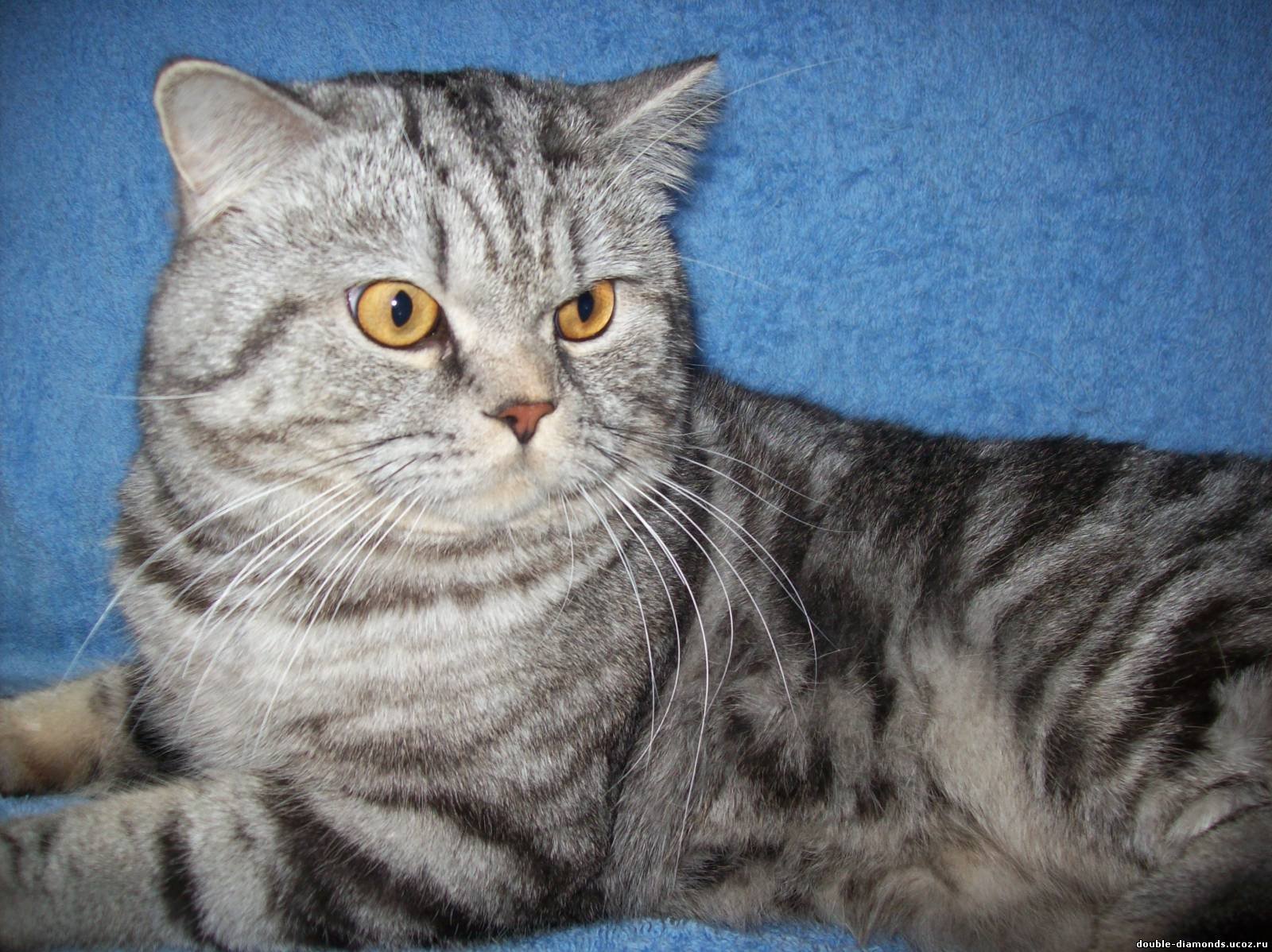 Рассмотрите фотографию кошки породы шотландская прямоухая. Скоттиш страйт вислоухий. Шотландский кот прямоухий. Шотландская вислоухая кошка прямоухая. Шотландская кошка страйт.