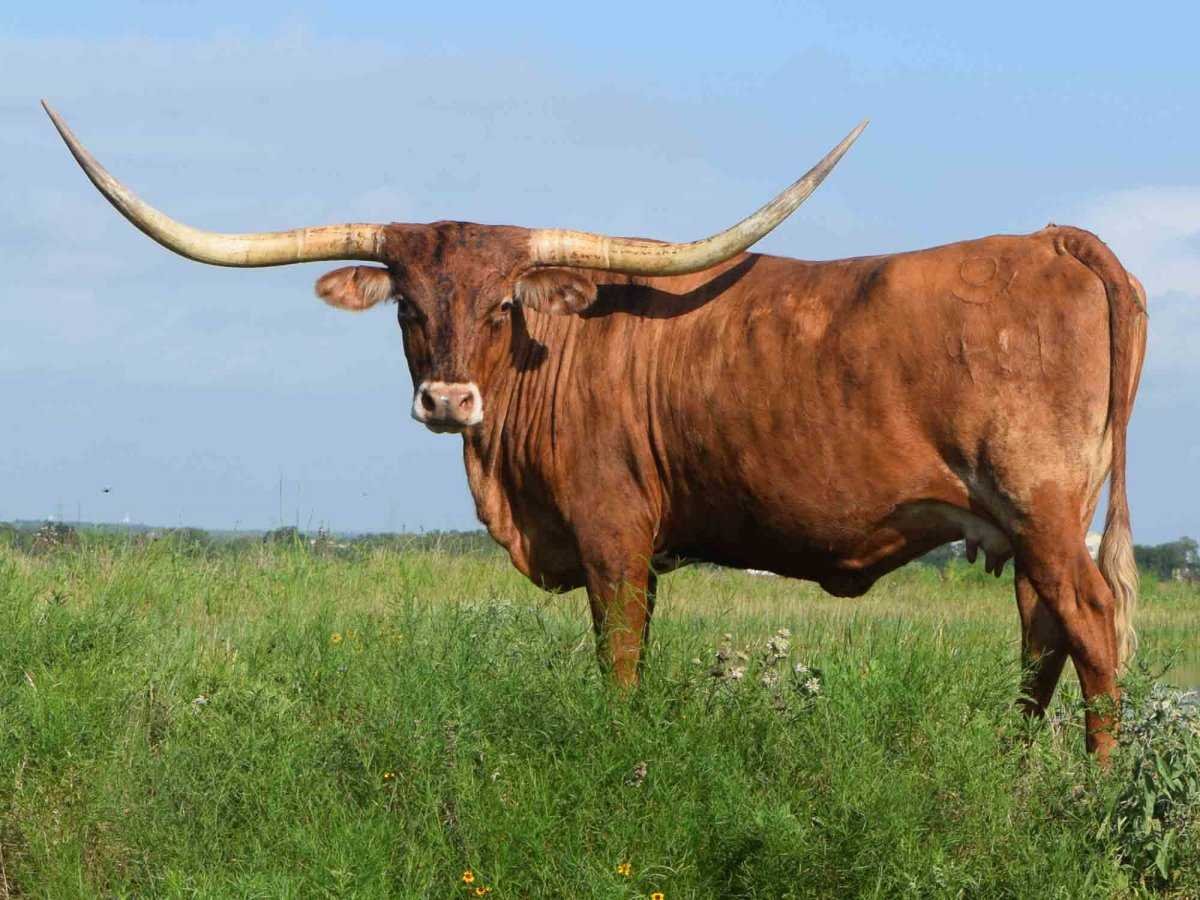 Бык породы лонгхорн