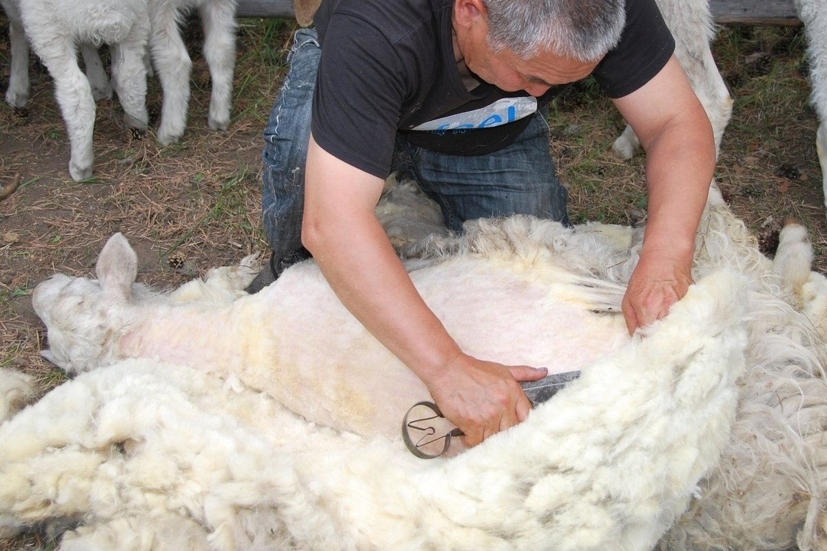 Стрижка новозеландского барана