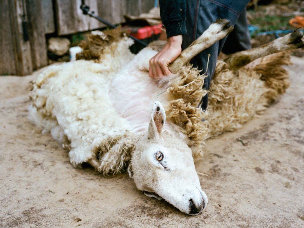 Стрижка овец на Руси