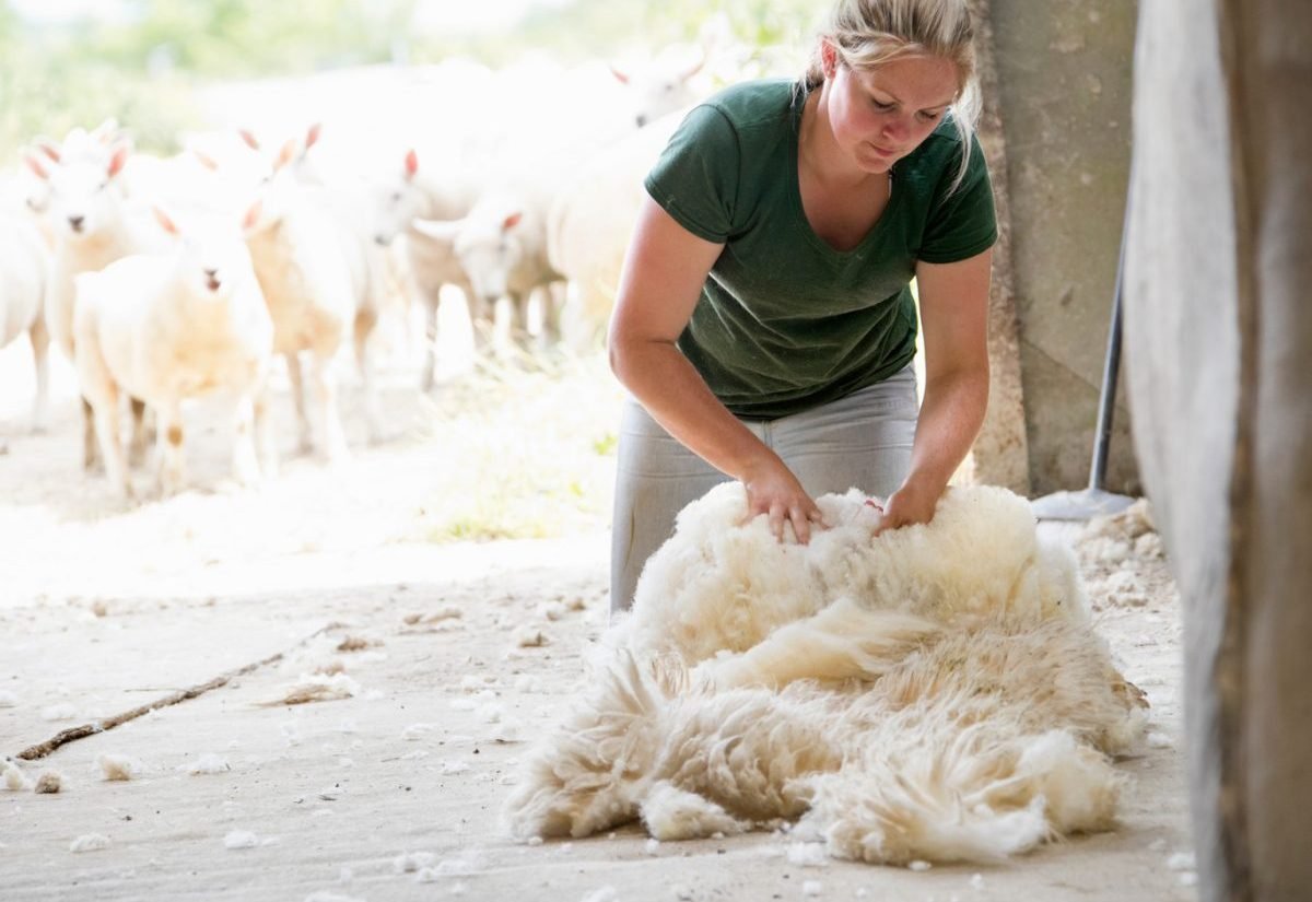 Стриженный альпака и лама