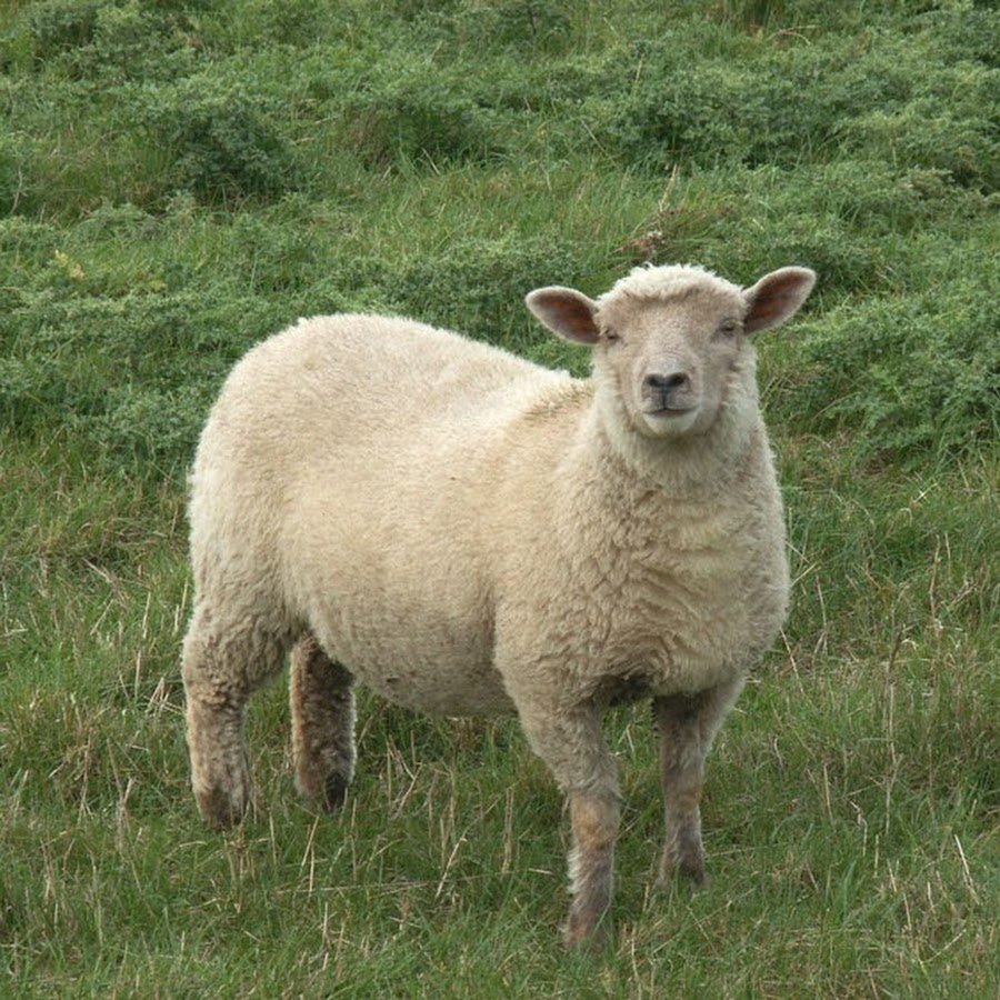 Толстый козел