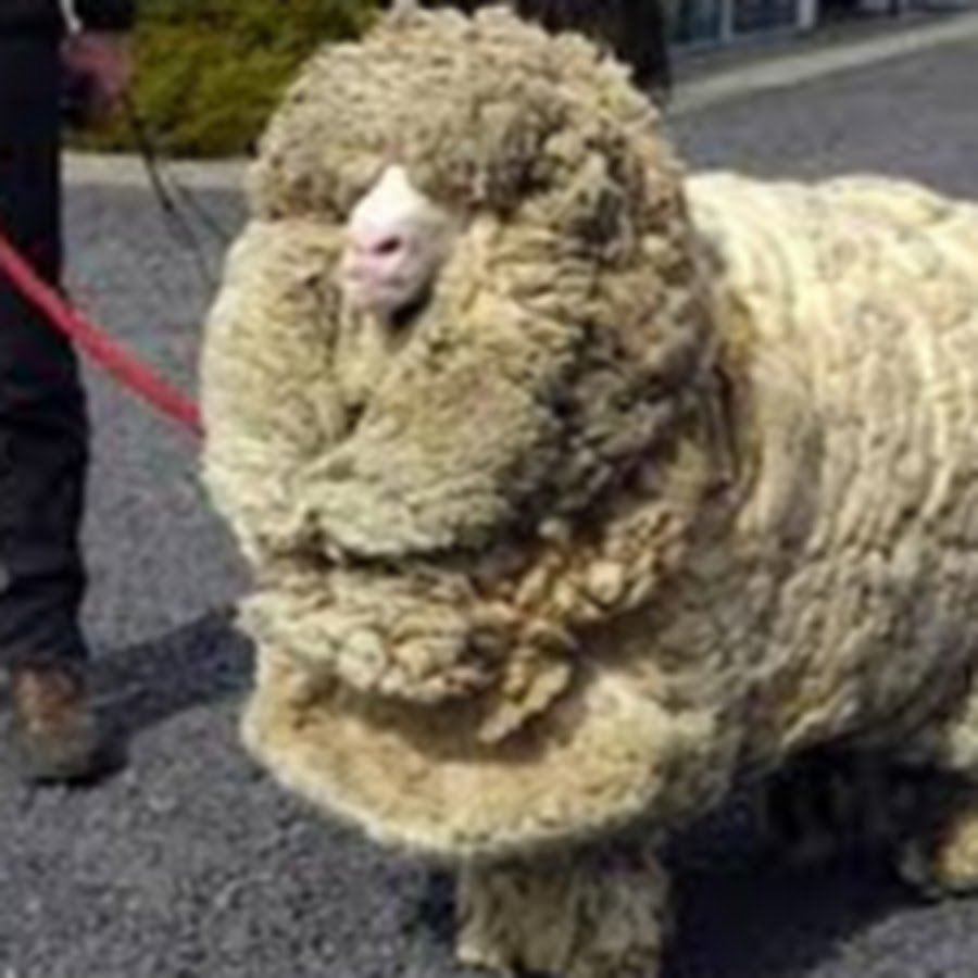 Стрижка шерсти овец