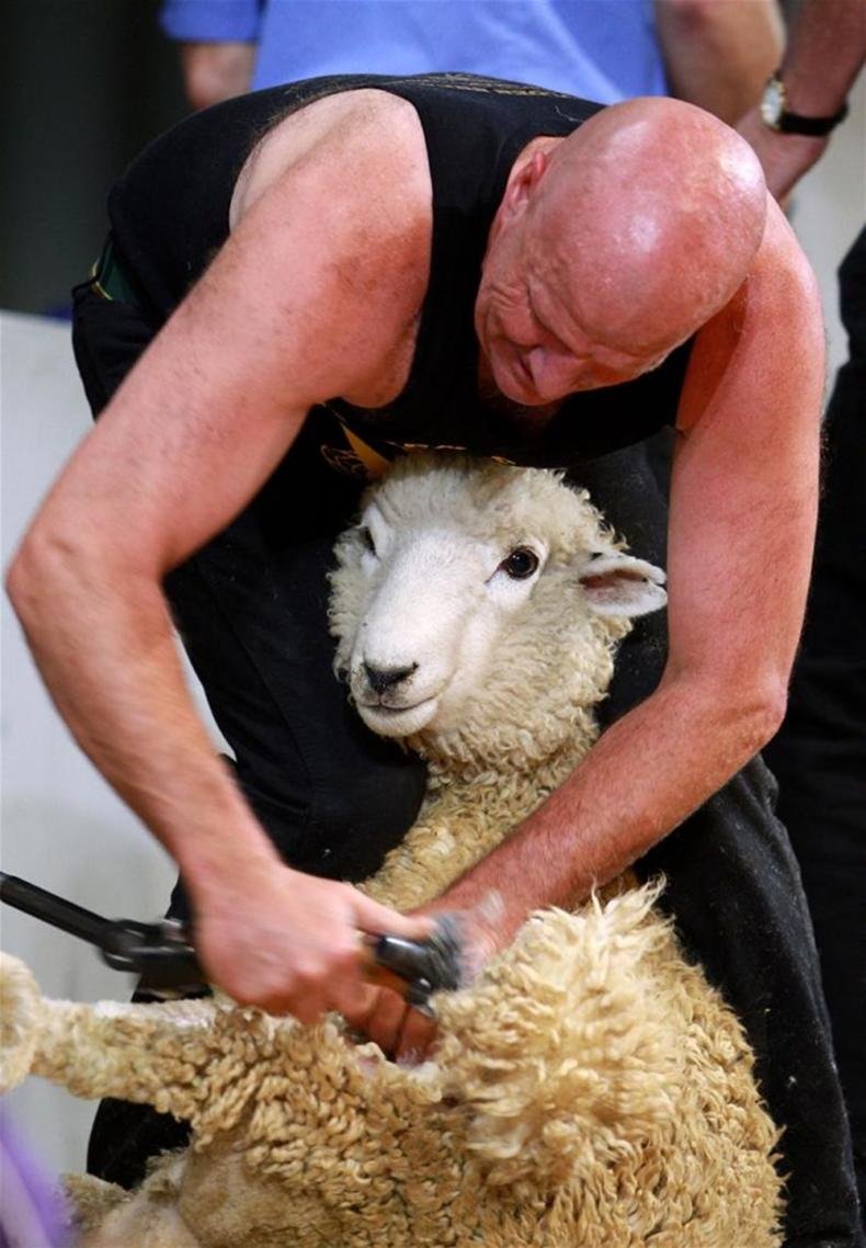 Овцеводство стрижка овец