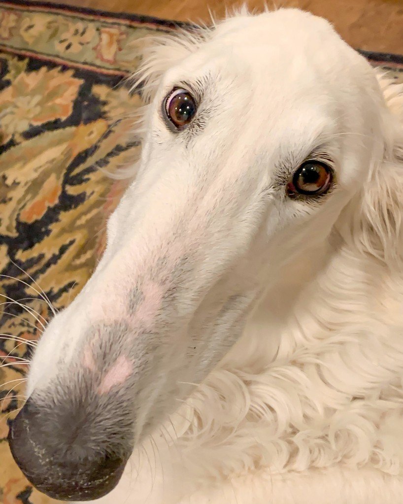 Южный тамандуа