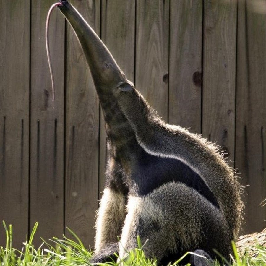 Пятнистохвостая сумчатая куница