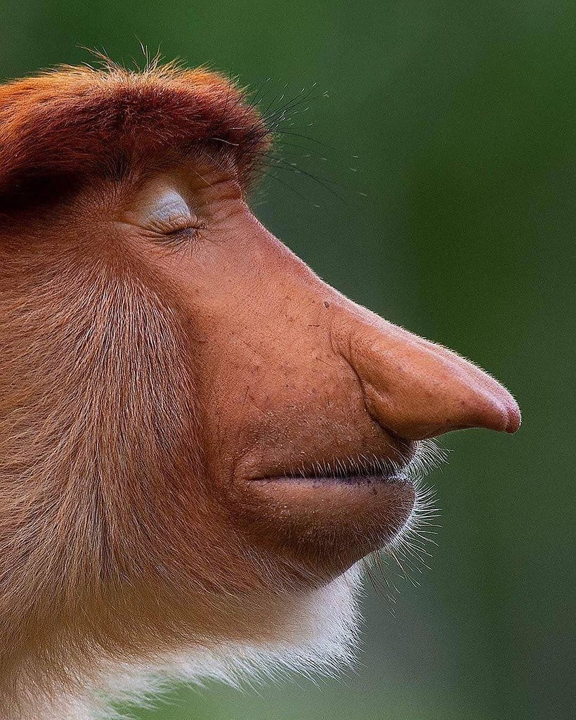 Карликовый мышиный лемур