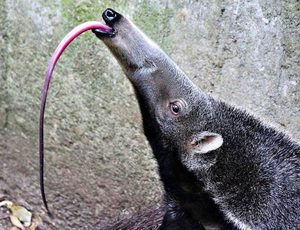 Русская борзая Эрис