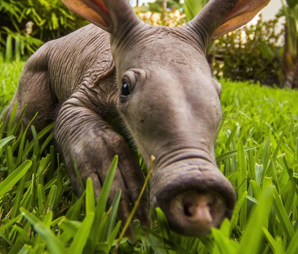 Горная носуха