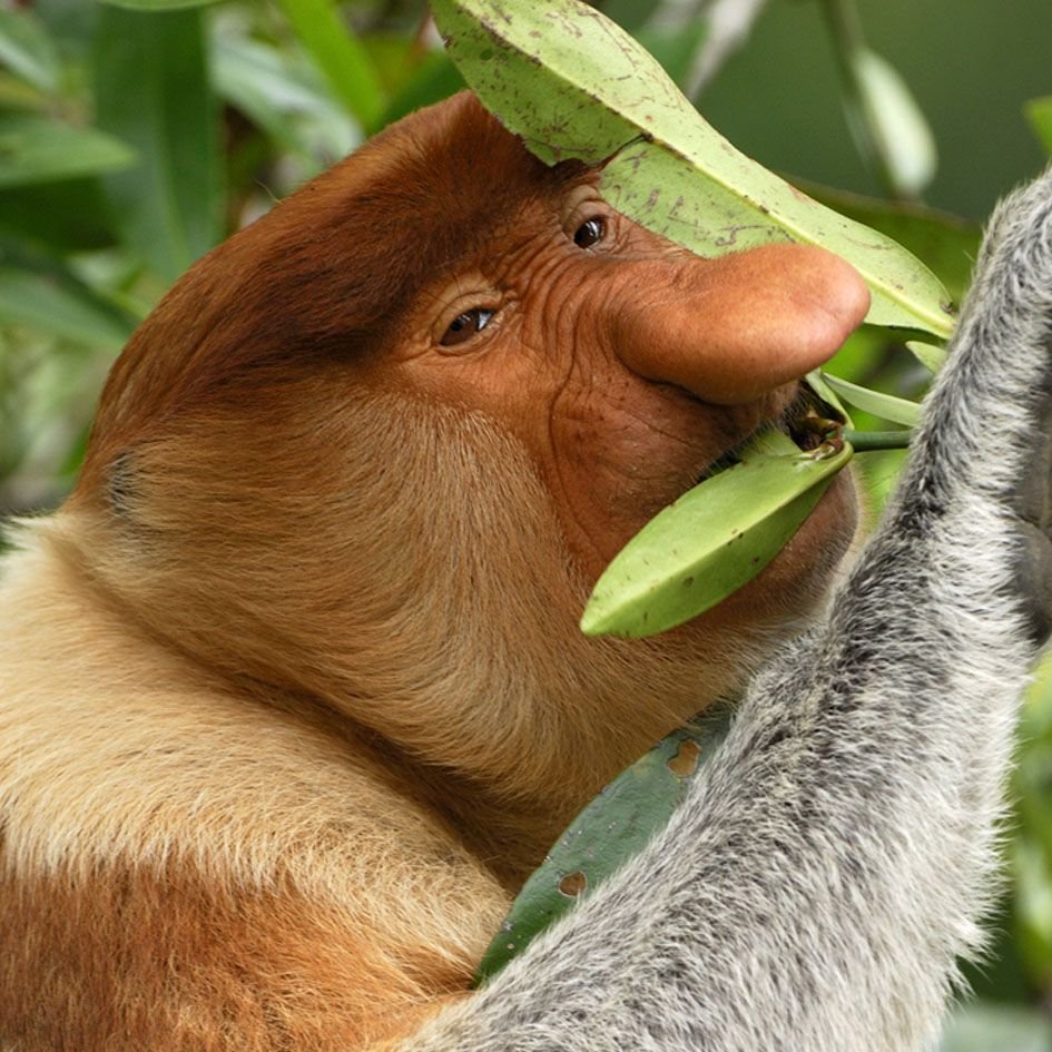 Гнездовики амфибии