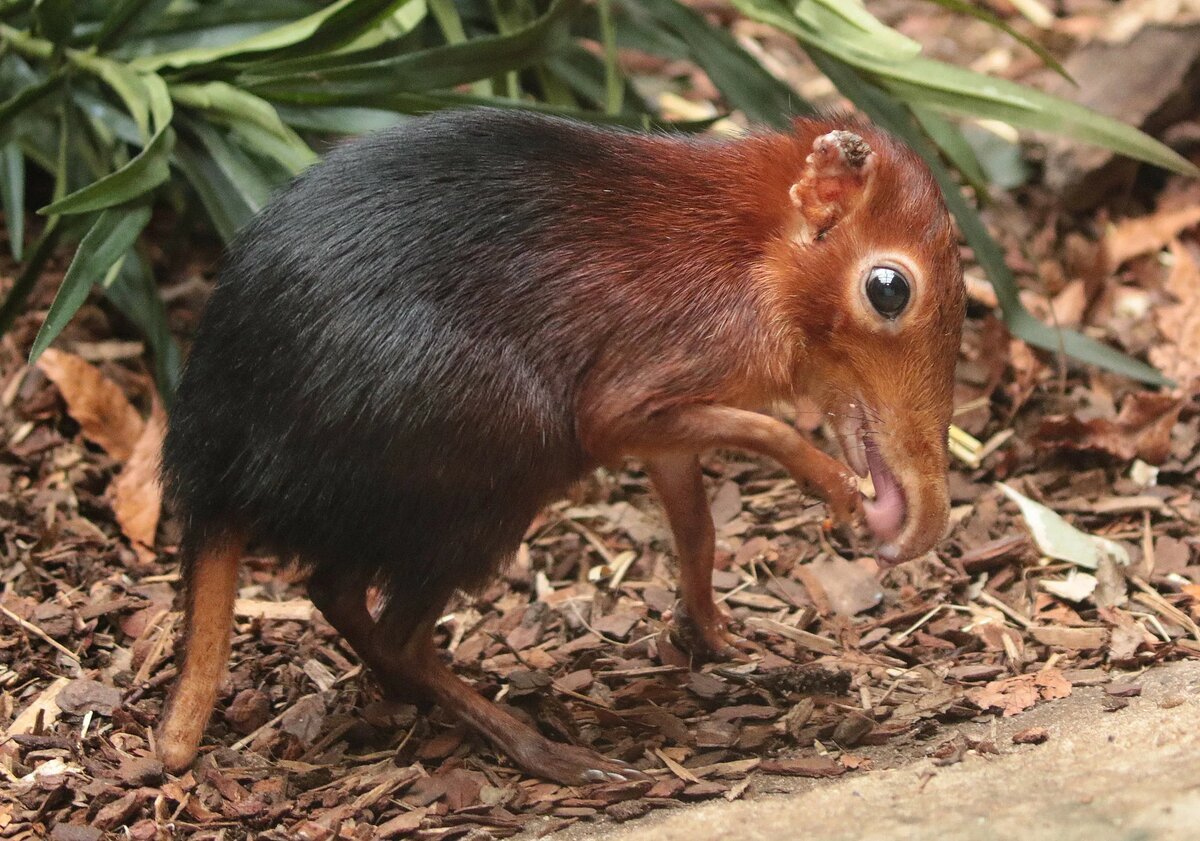 Носуха Нельсона