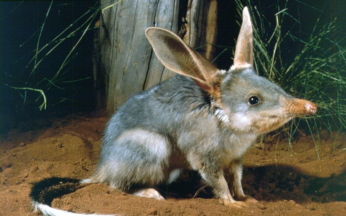 Животные с длинным носом