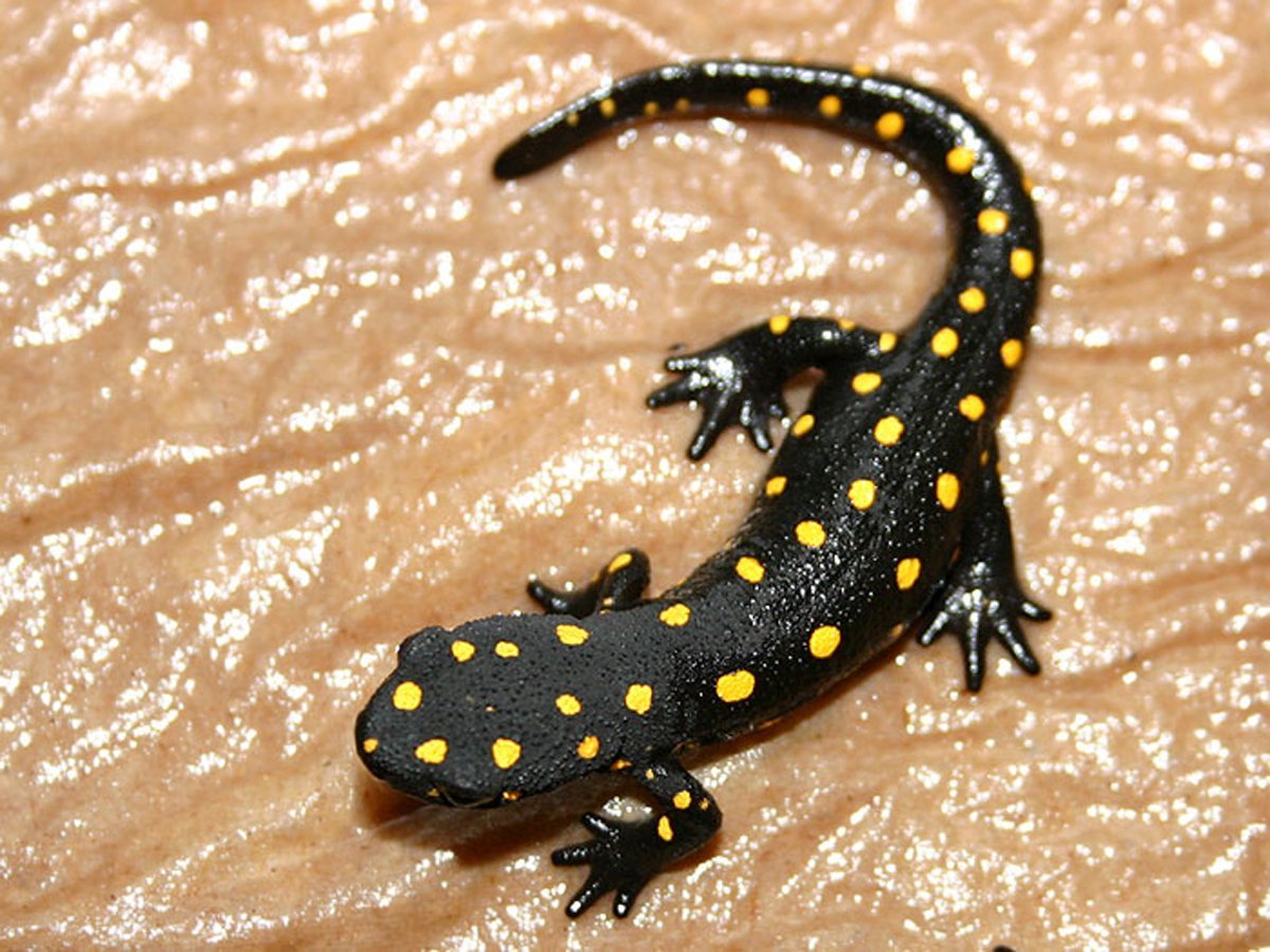 Тритоны и Саламандры