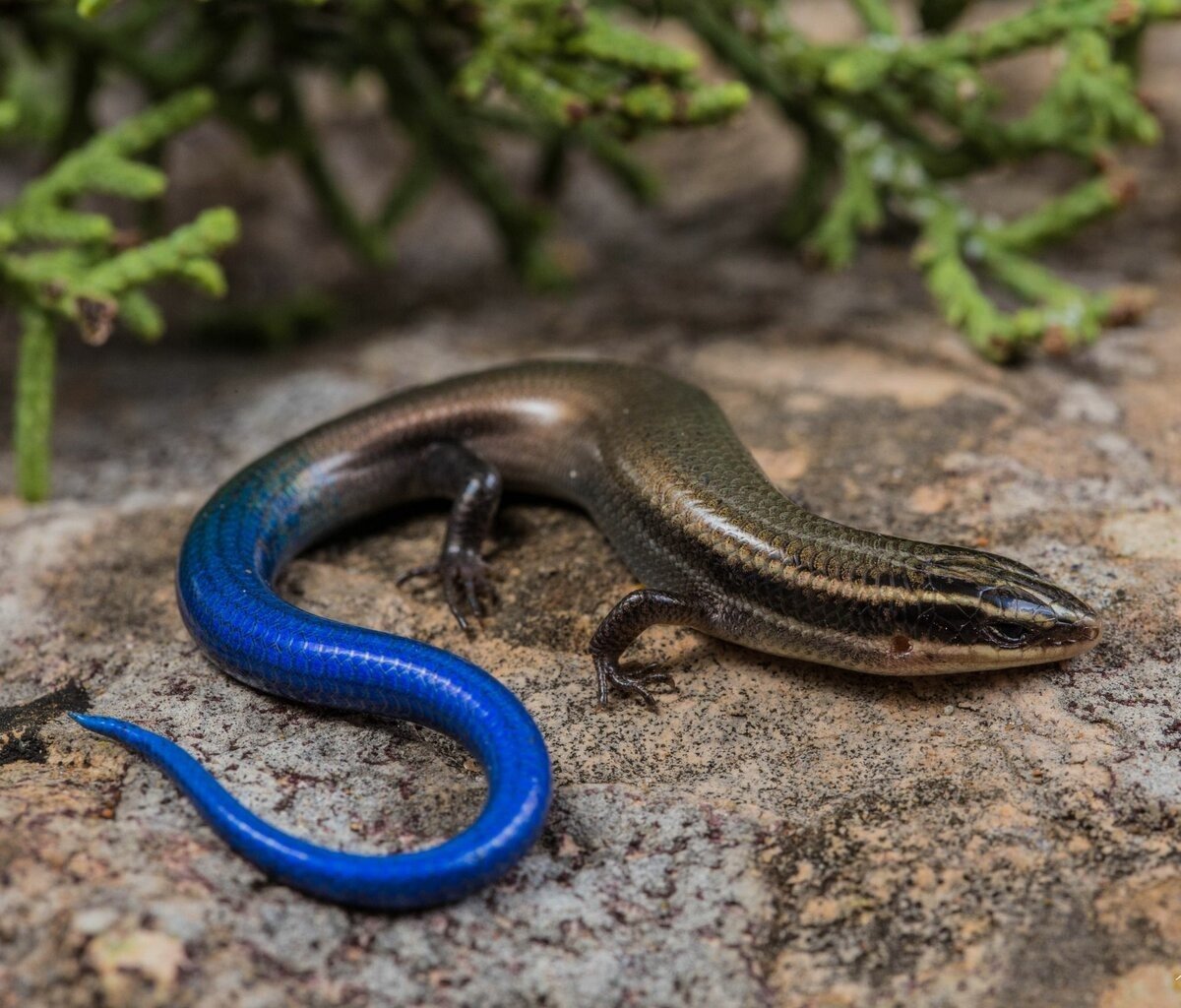 Синеязыкий сцинк