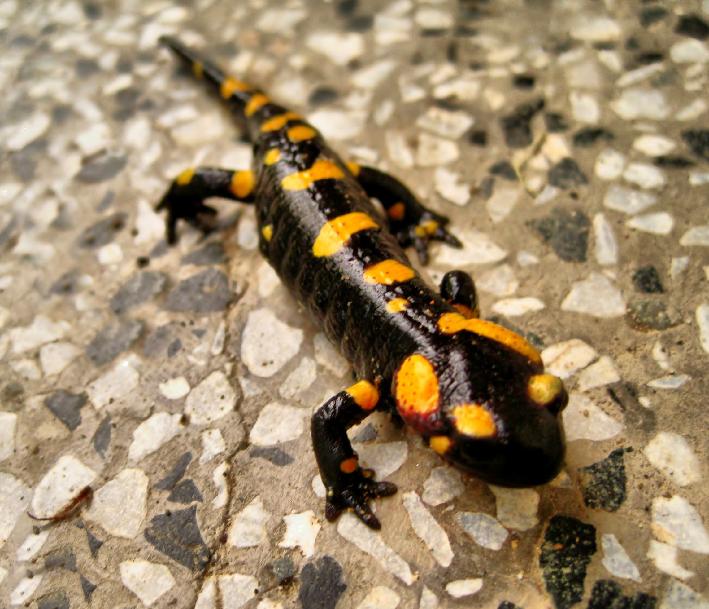 Черно желтая ящерица. Саламандра — Огненная ящерица. Огненная саламандра амулет. Тритон ящерица. Саламандра черная с желтыми пятнами.