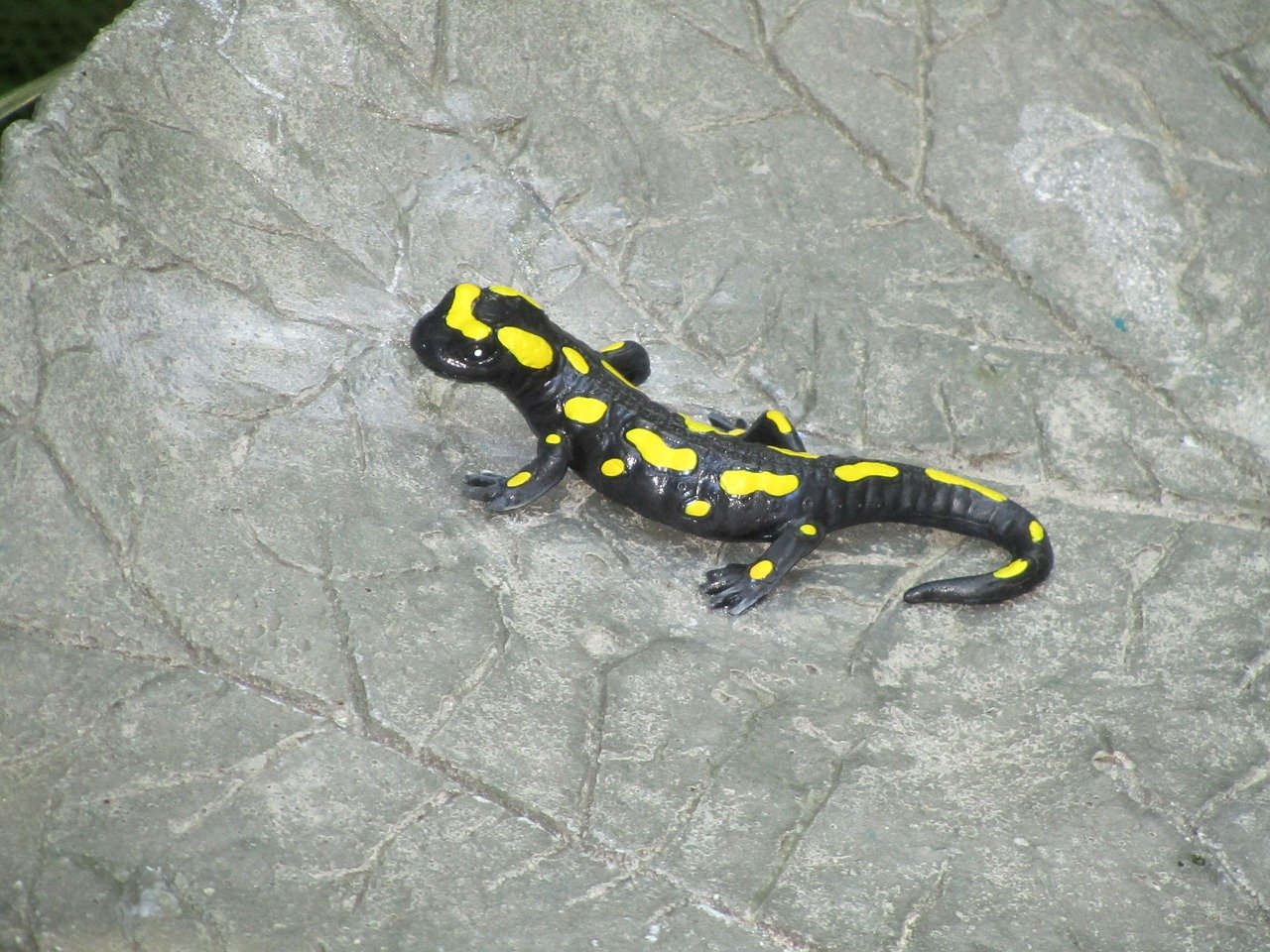 Черно желтая ящерица. Саламандра рептилия. Огненная саламандра. Саламандра ящерица. Salamander жёлтый с чёрным.