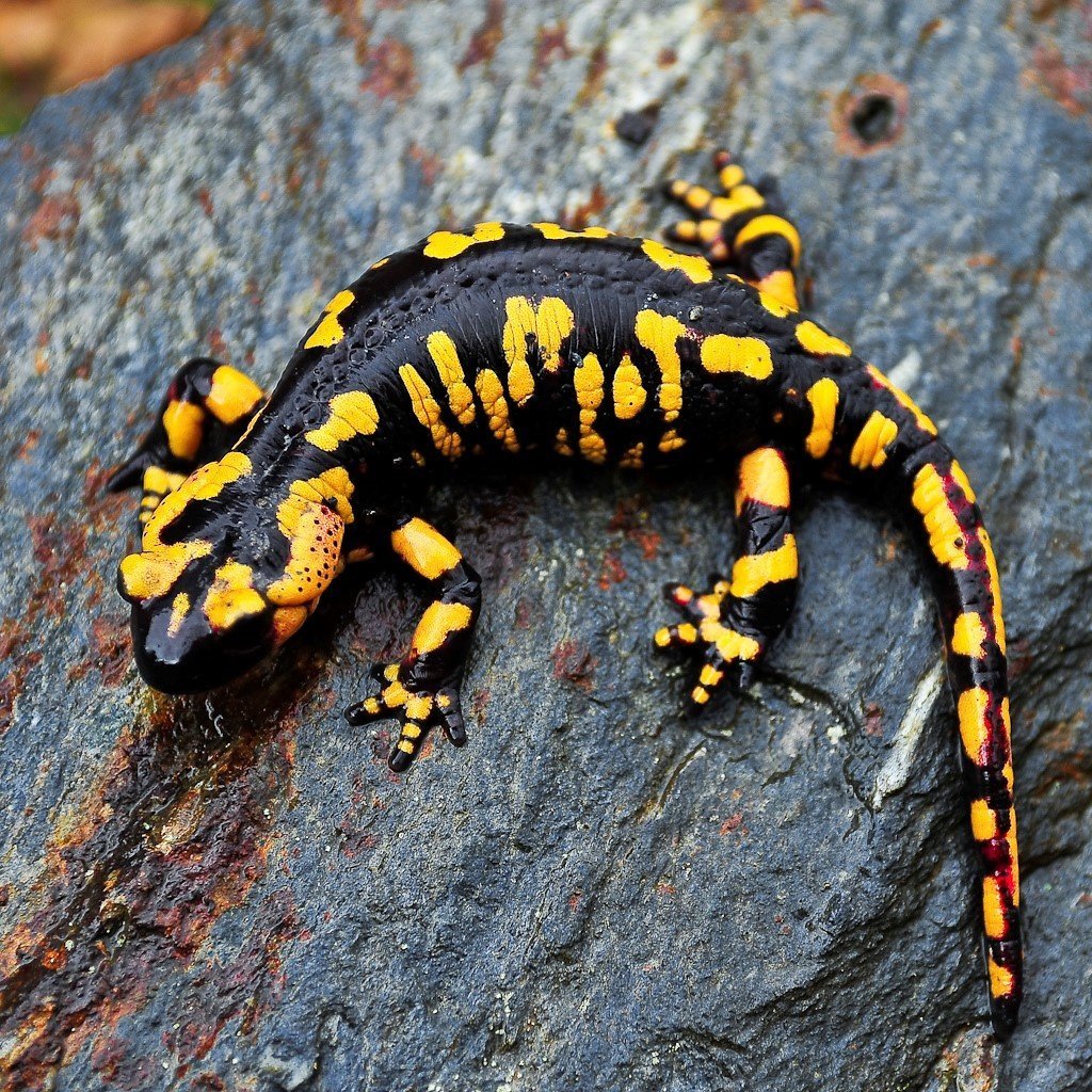 Огненная пятнистая саламандра