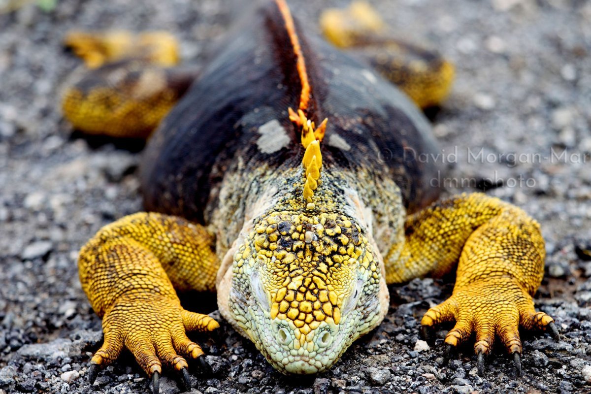 Игуана конолоф