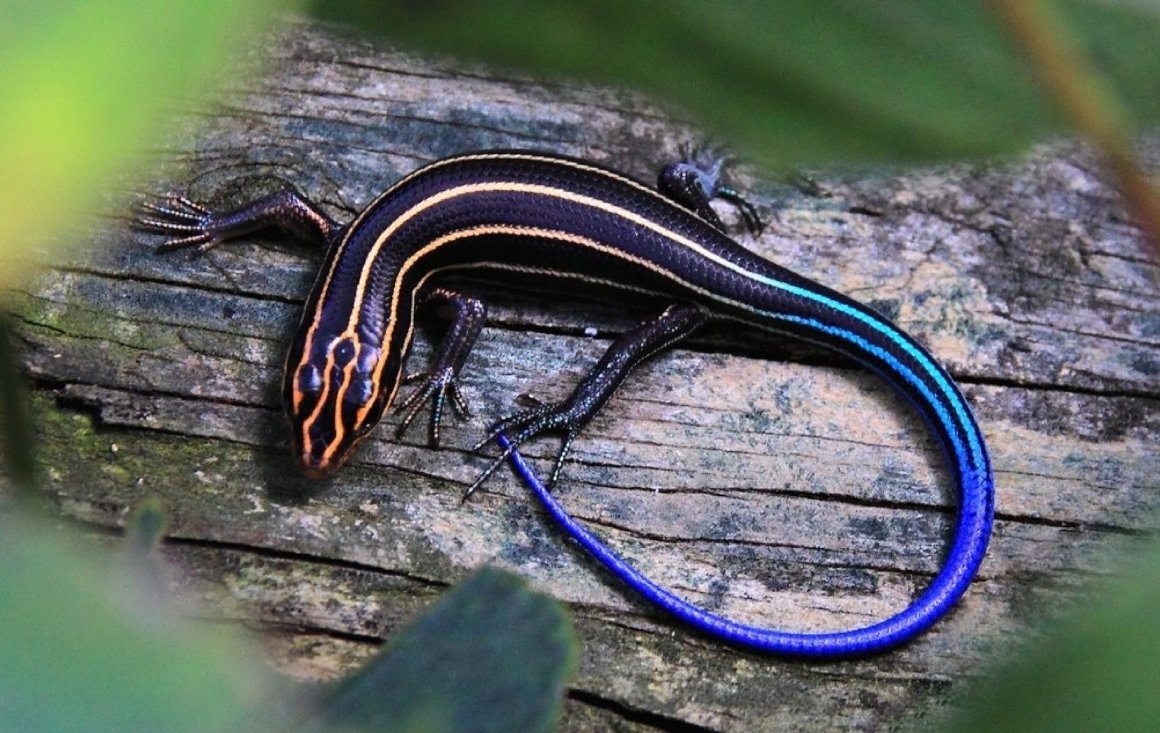 Голубохвостый сцинк