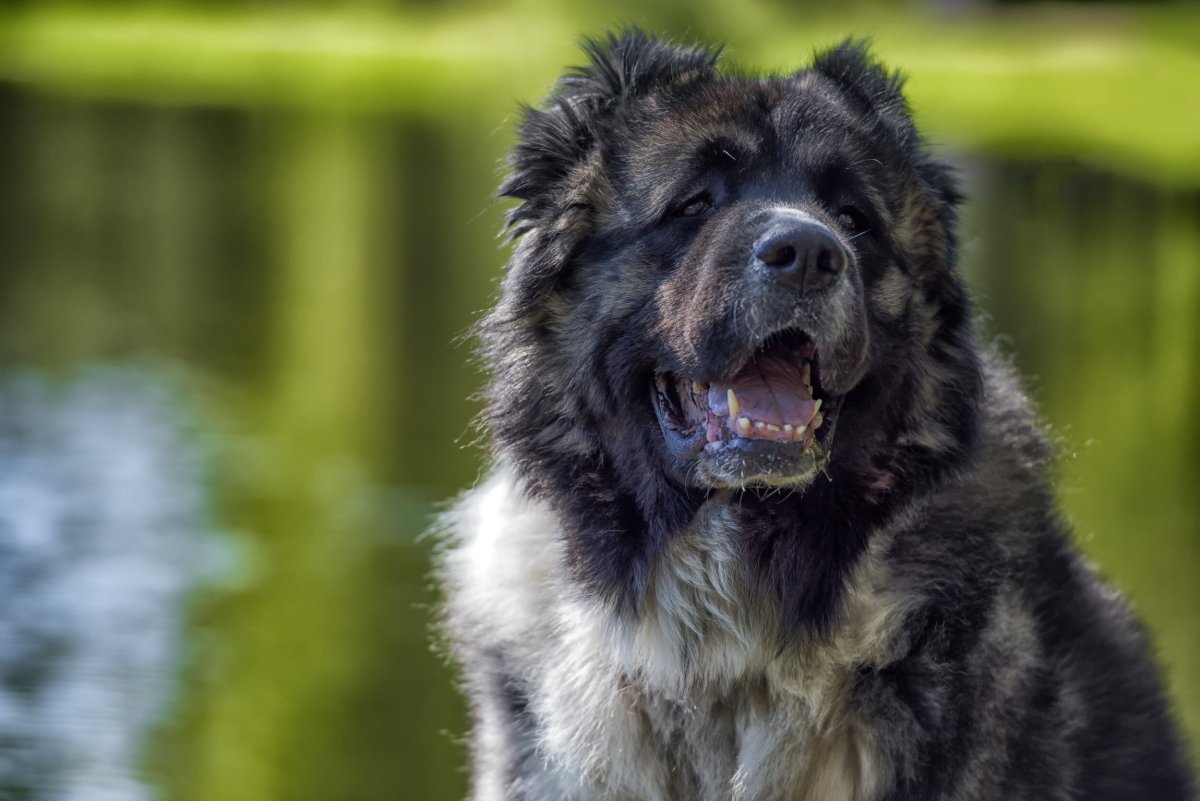 Югославская овчарка Шарпланинец