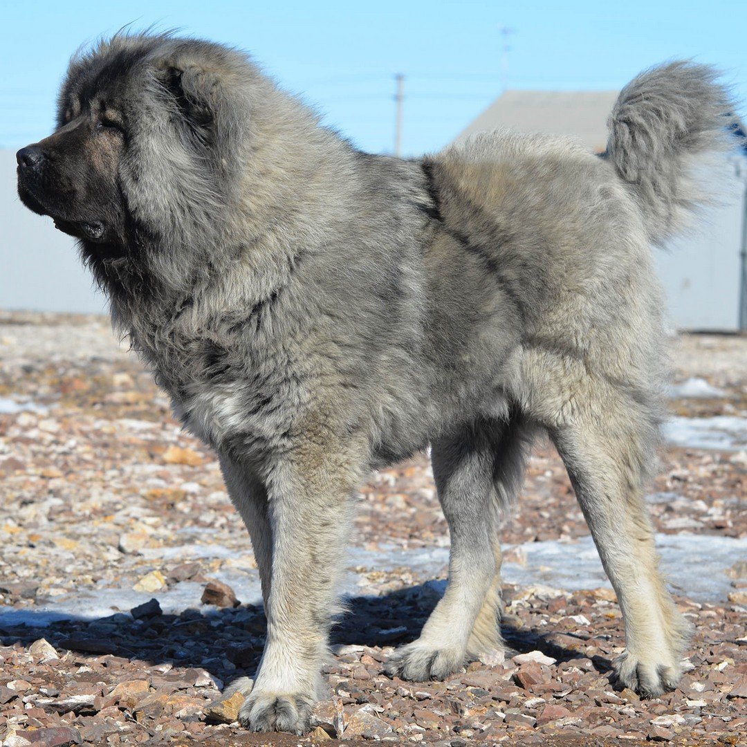 Кавказская овчарка