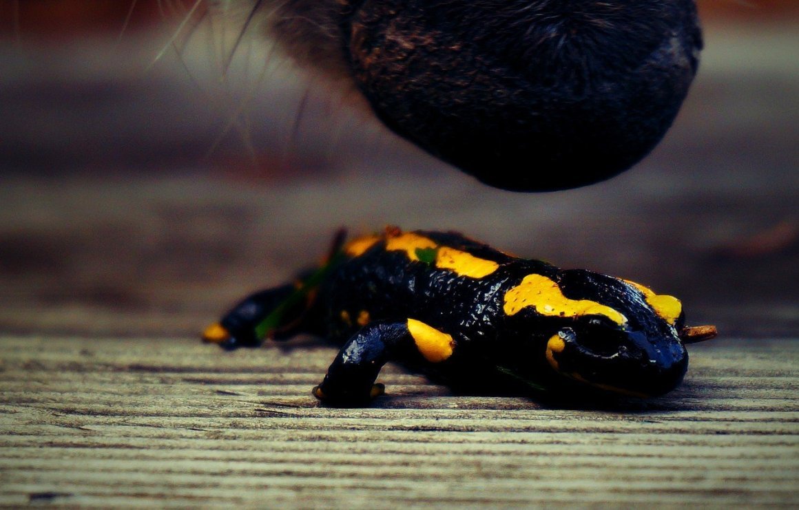 Желто черная ящерица