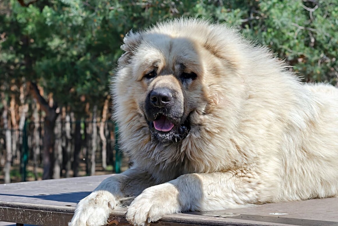 Волкодав кавказский алабай